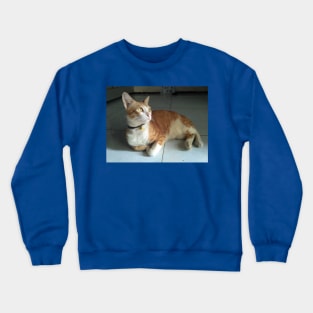cute renji cat Crewneck Sweatshirt